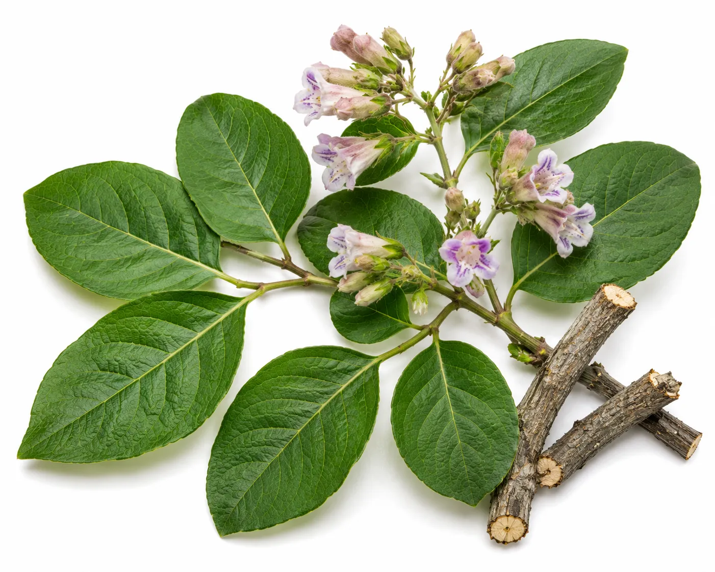 Agnimantha herb