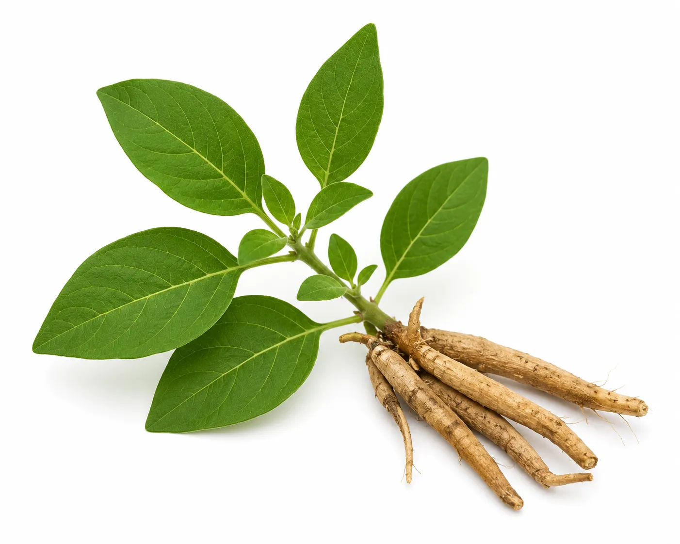 Ashwagandha herb