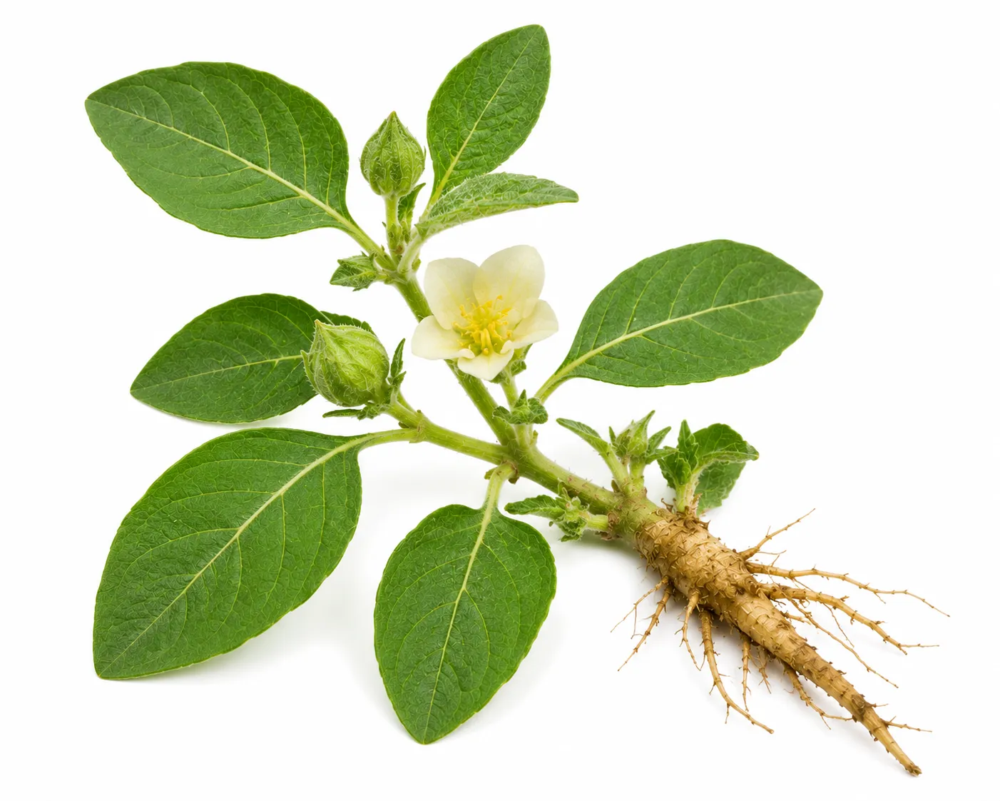 Athibala herb