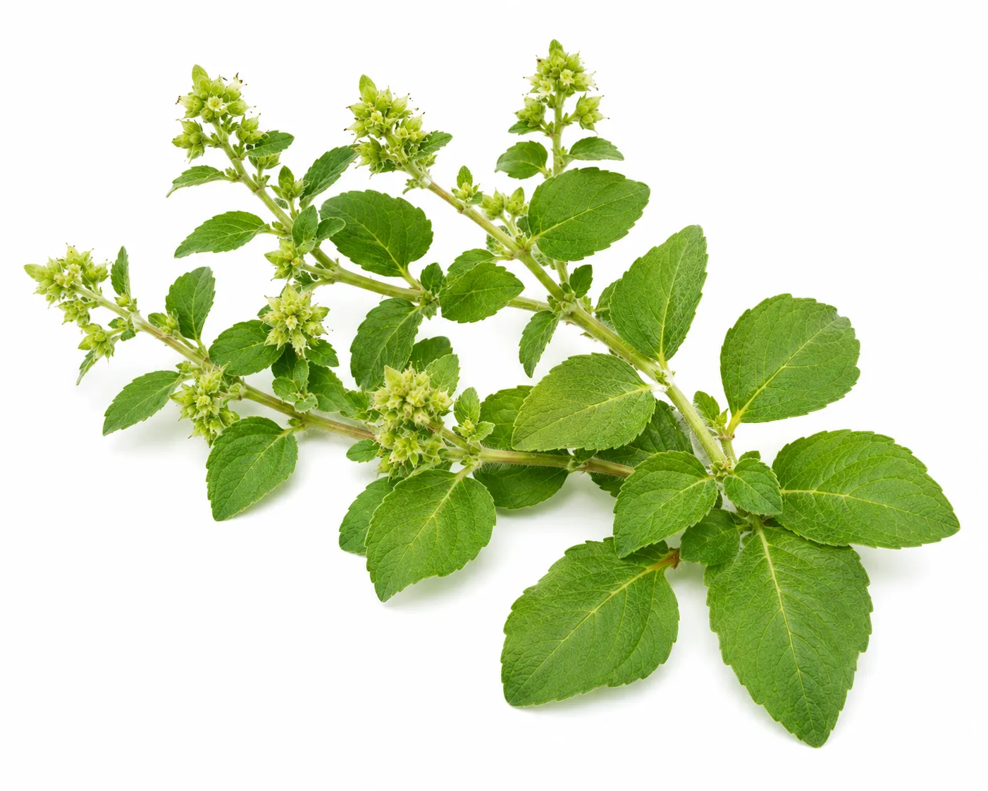 Atmagupta herb