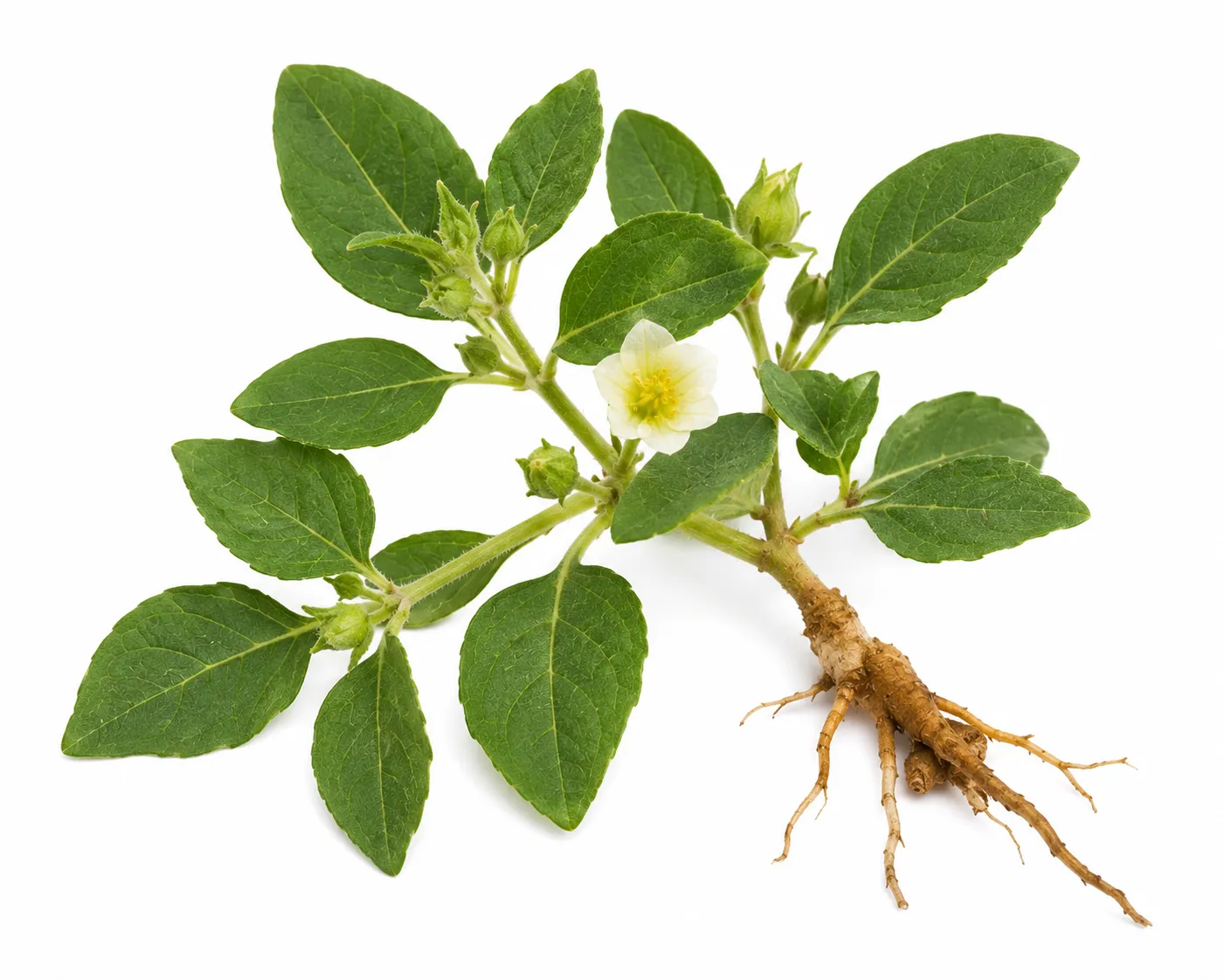 Bala herb