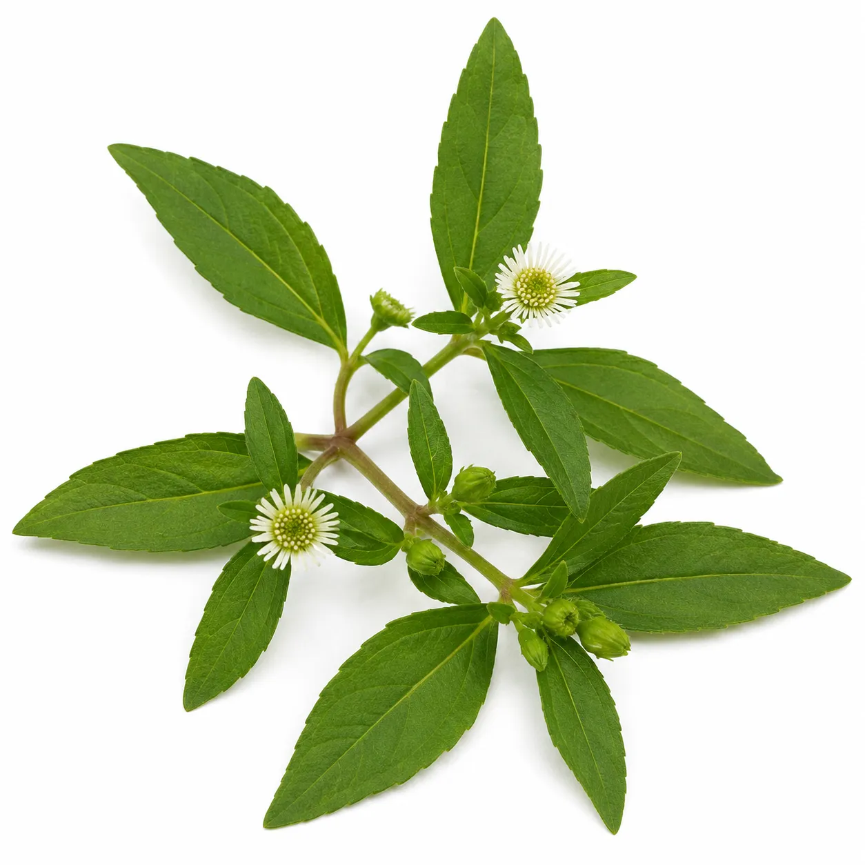 Bhringaraja herb