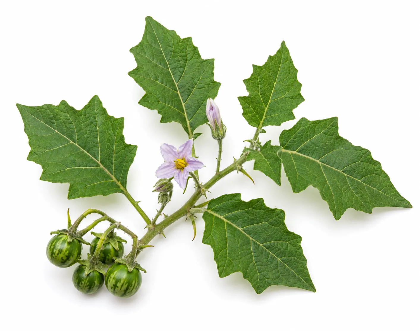 Brihati herb