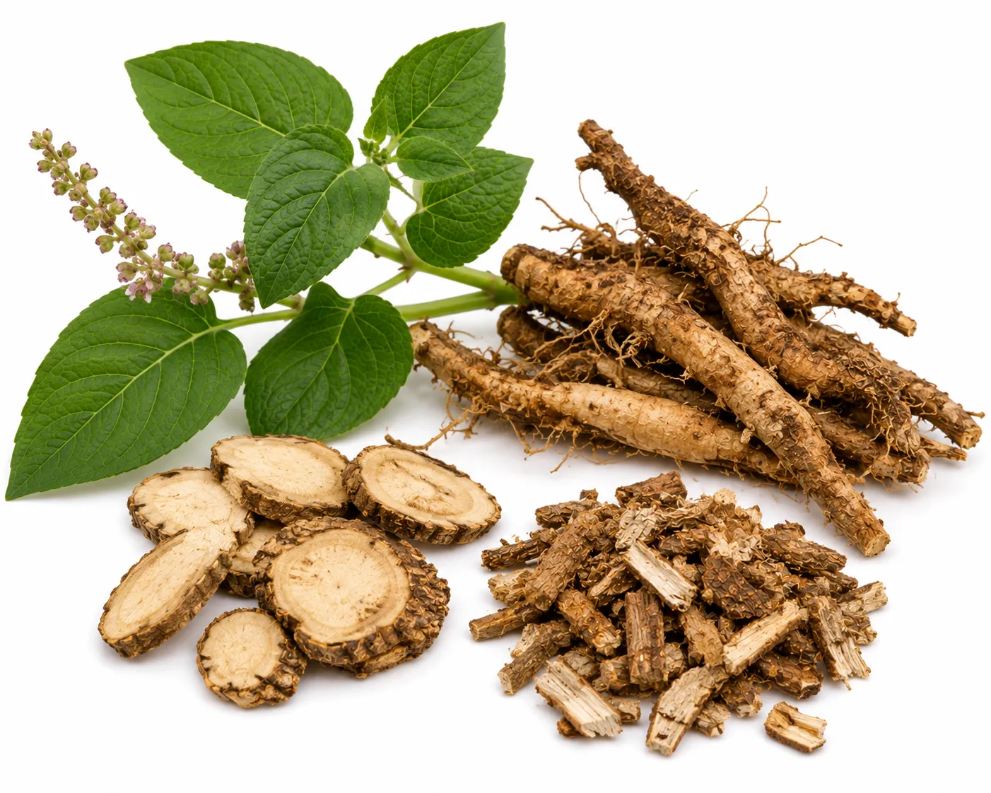 Chitramoola herb