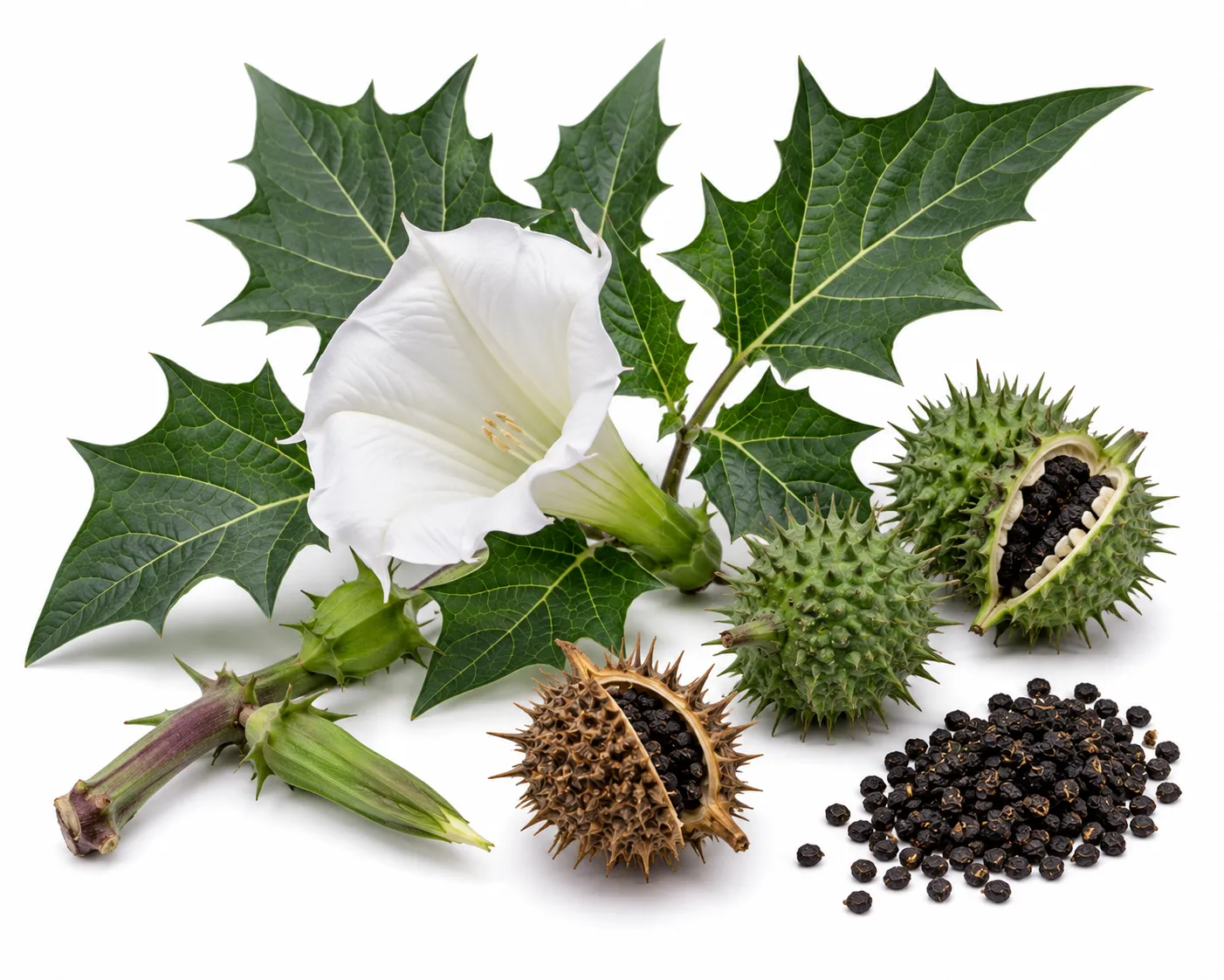 Datura herb