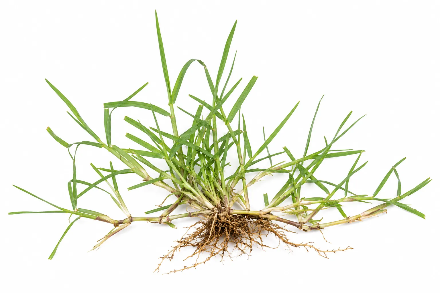 Cynodon Dactylon herb