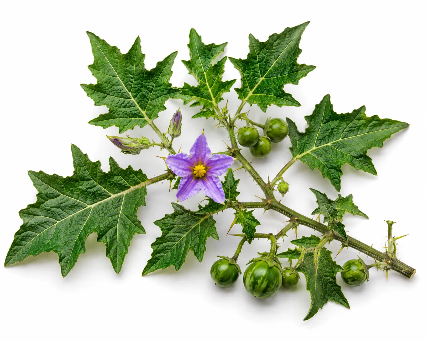 Kantakari herb