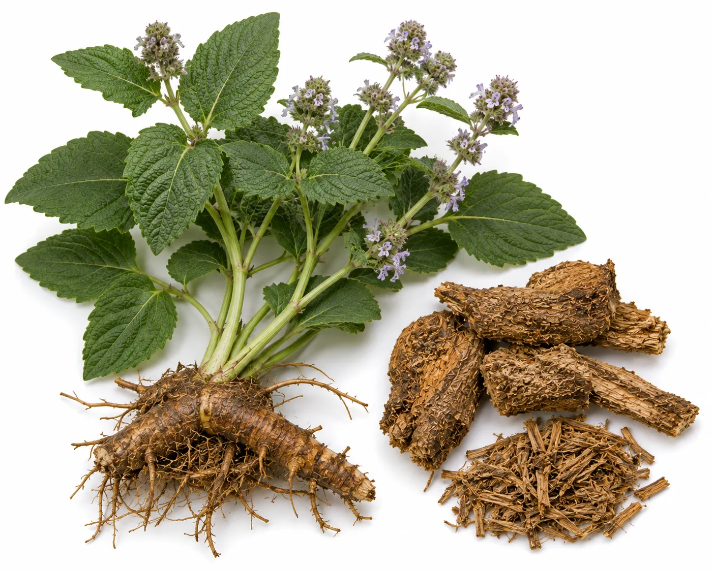 Kusta herb