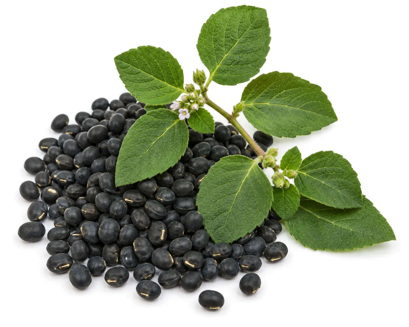 Masha herb