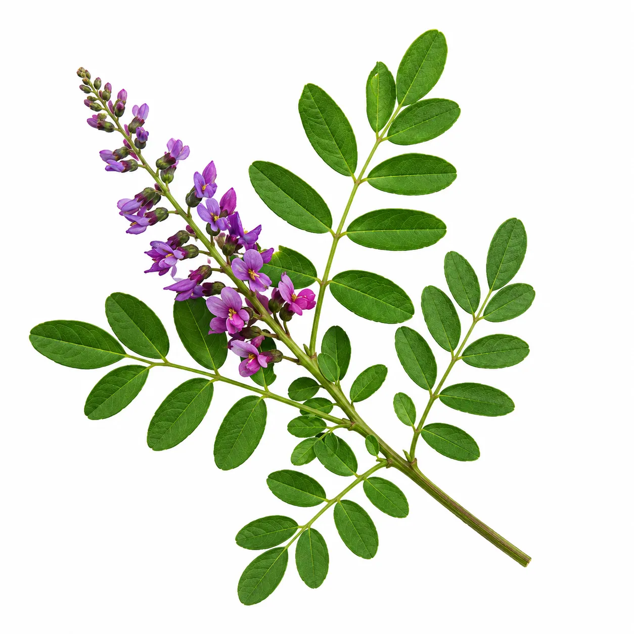 Neeli herb