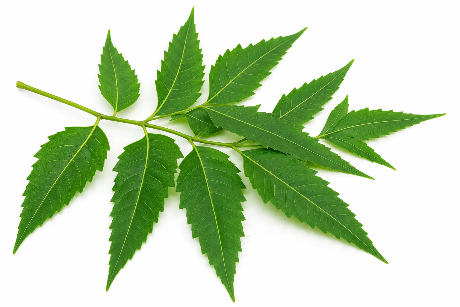 Azadirachta Indica herb