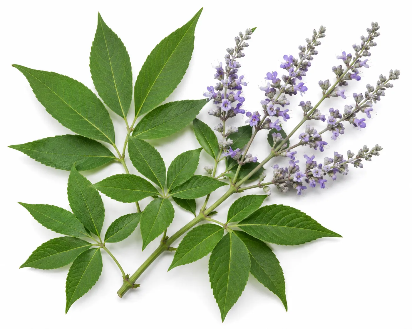 Nirgundi herb