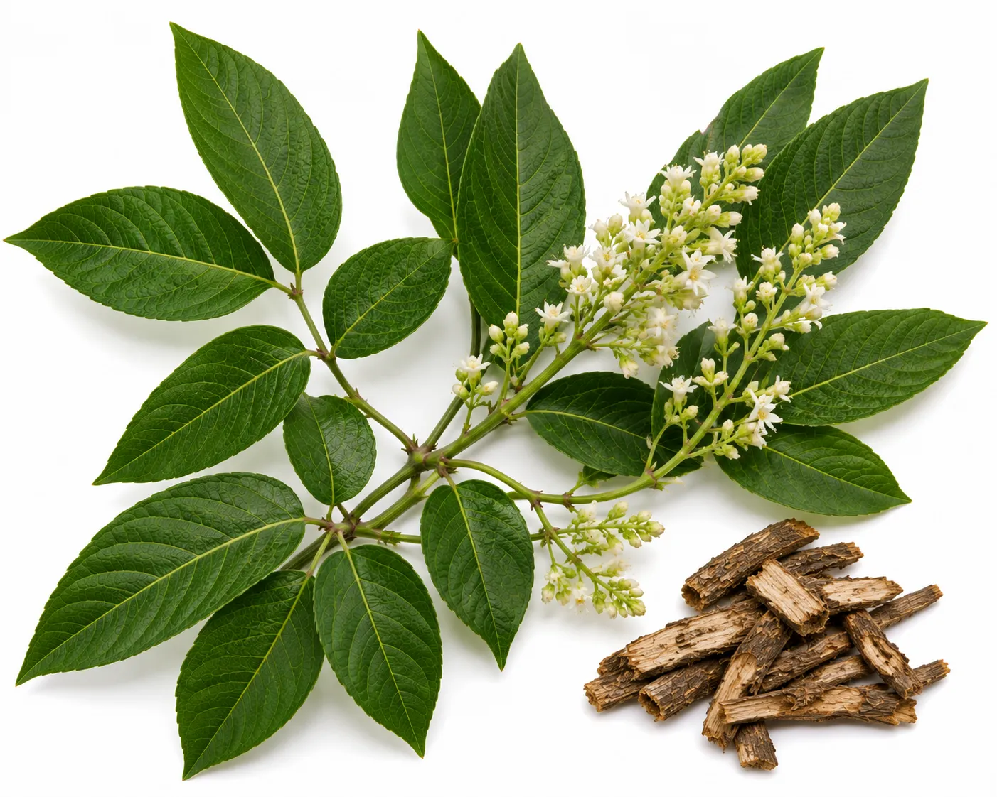 Paribhadra herb
