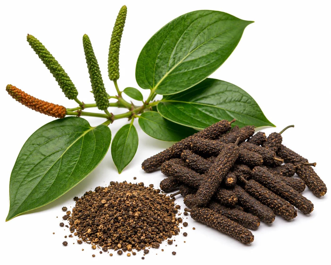 Pippali herb