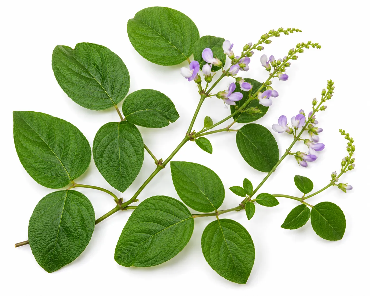 Prasarini herb