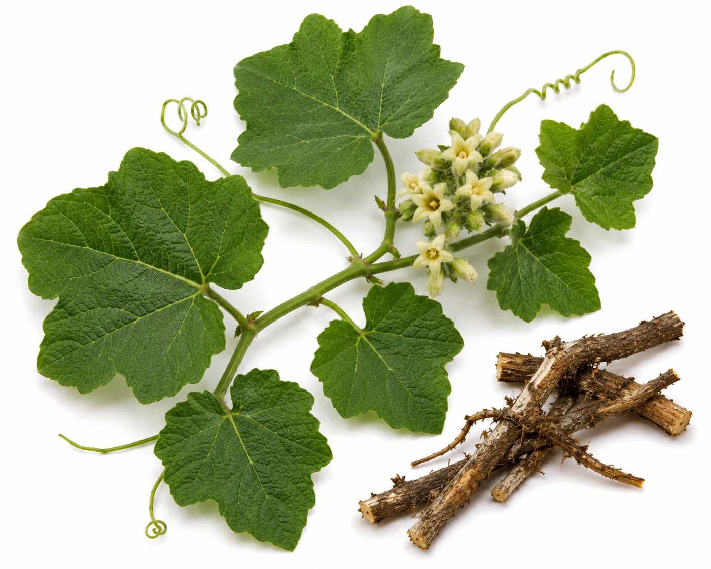 Rasna herb