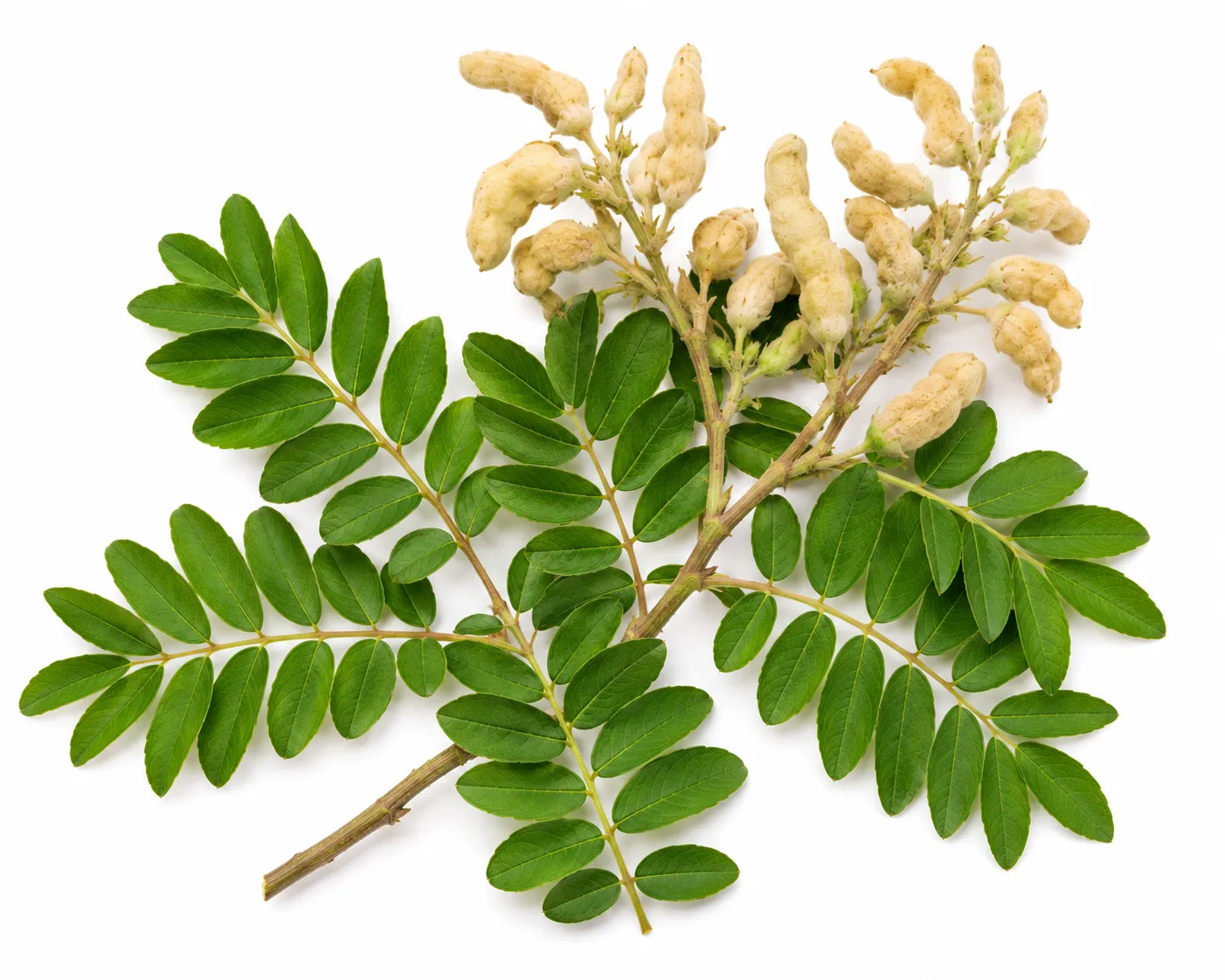Shyonaka herb