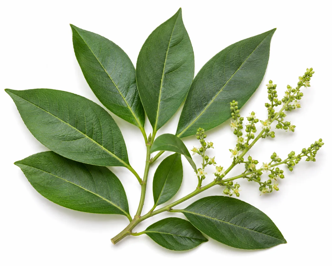 Tailaparna herb