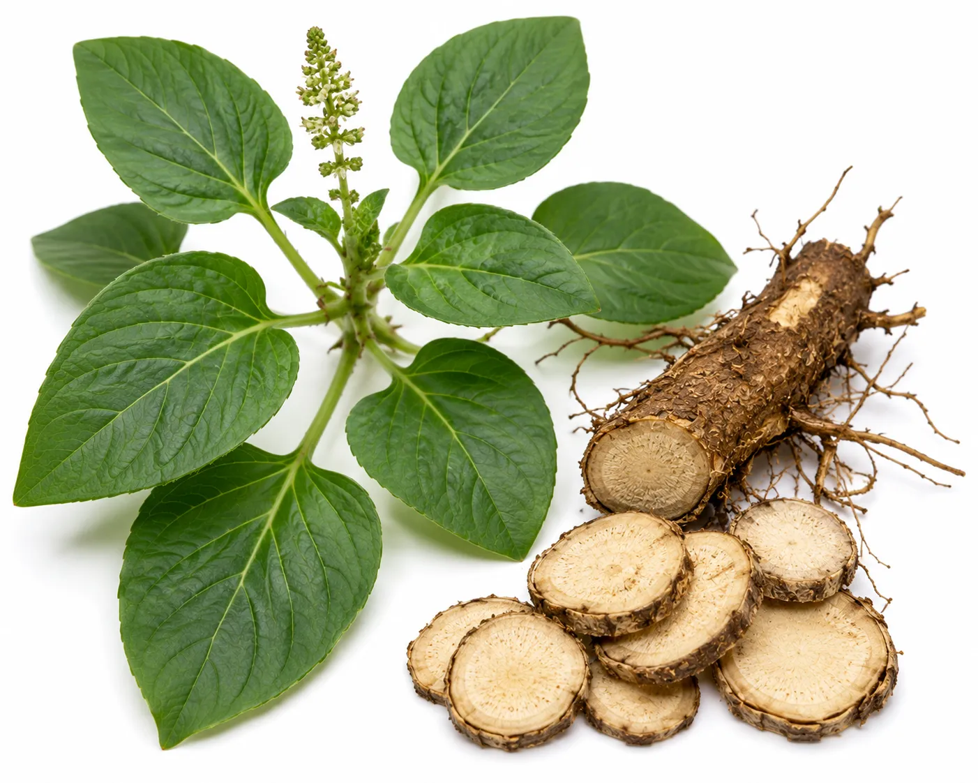 Vishamusti herb